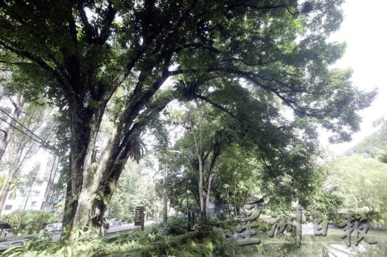 【地名趣味/01】解读马来西亚既陌生又熟悉的趣味地名,认识这些地方那些树