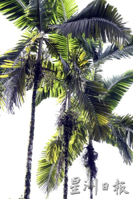 【地名趣味/01】解读马来西亚既陌生又熟悉的趣味地名,认识这些地方那些树