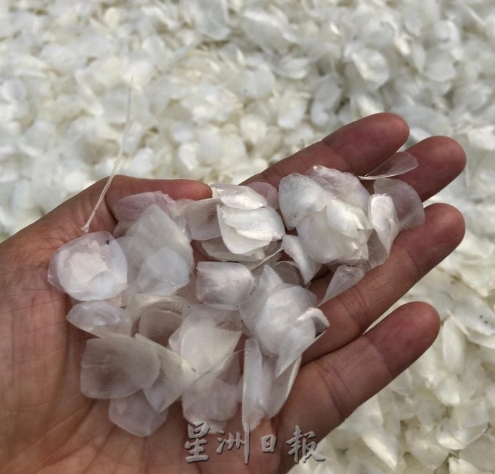 东:北马兴吃鱼鳞片,本地热不起。