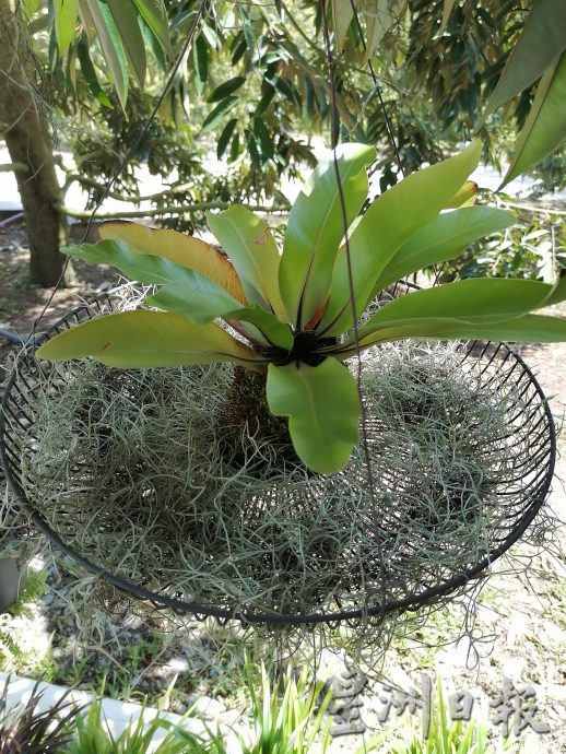 东:情牵花草化腐朽为艺术