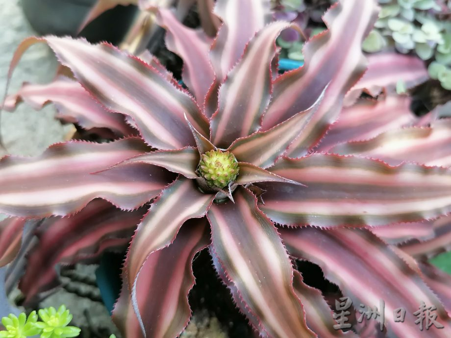 东:情牵花草化腐朽为艺术