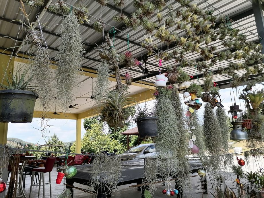 东:情牵花草化腐朽为艺术