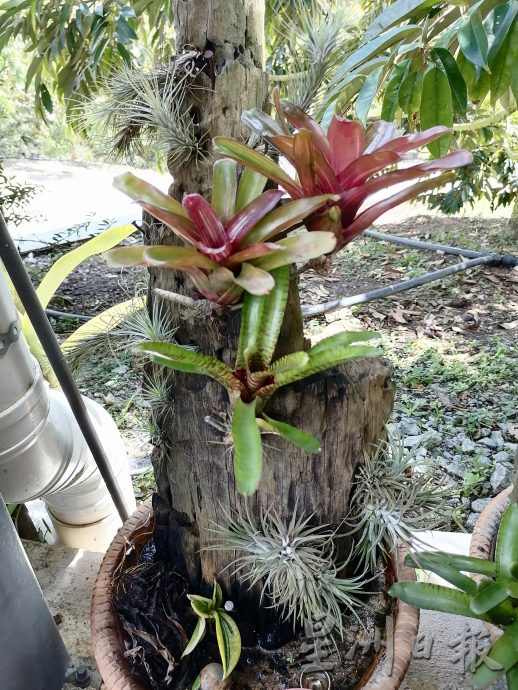 东:情牵花草化腐朽为艺术