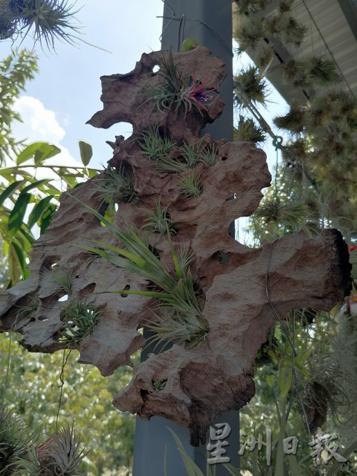 东:情牵花草化腐朽为艺术