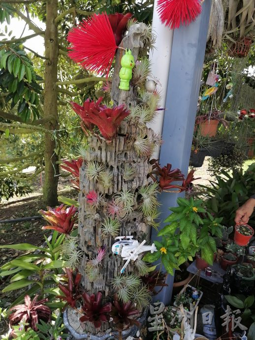 东:情牵花草化腐朽为艺术