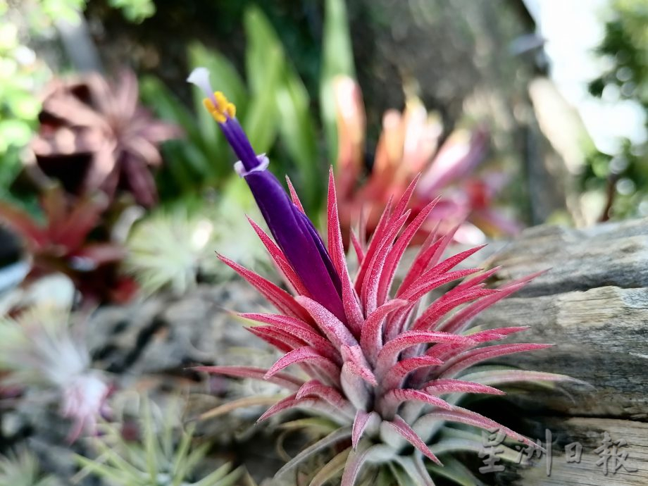 东:情牵花草化腐朽为艺术