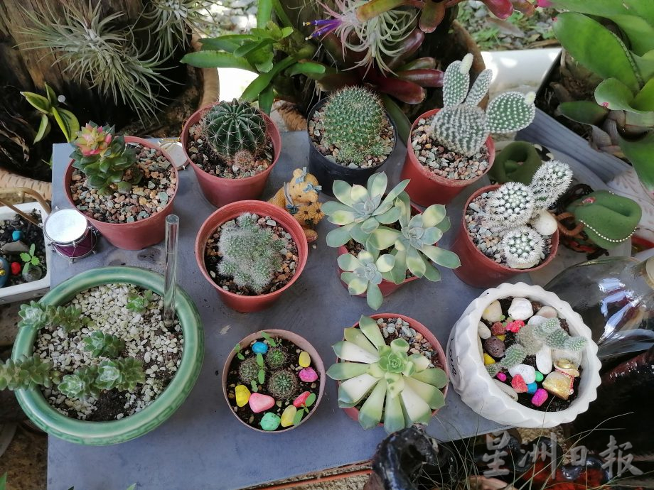 东:情牵花草化腐朽为艺术