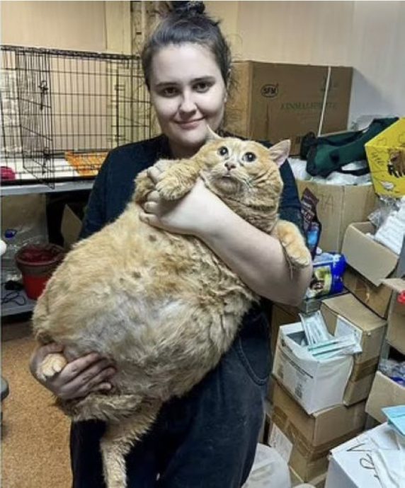 体重超标走不动 俄罗斯猫要减肥!