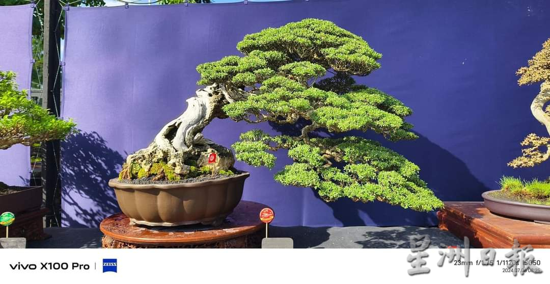 全国盆栽雅石奇木展赛会 26日起一连4天怡保举行