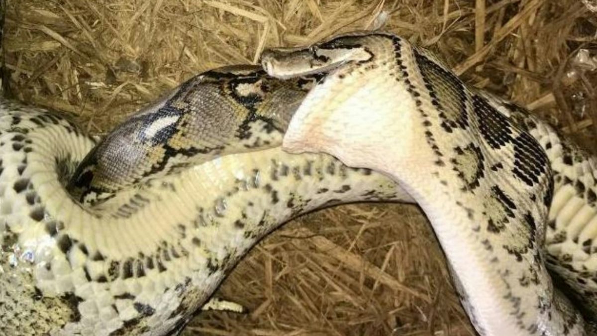 全球首例!两种世上体型最大蛇类互相捕食 结果震惊科学家