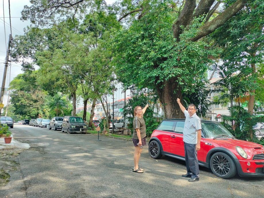 大都会3副文-余保凭有关泗岩沫盛兰园树木问题/5图