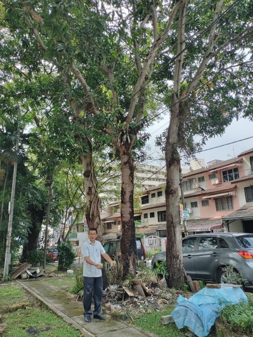 大都会3副文-余保凭有关泗岩沫盛兰园树木问题/5图