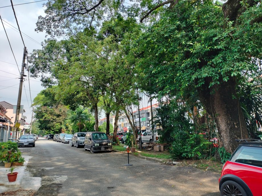 大都会3副文-余保凭有关泗岩沫盛兰园树木问题/5图