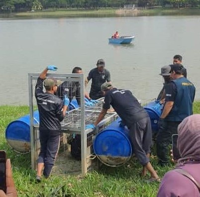 大都会/置放鸡只为诱饵捕笼,守株待兔捉鳄鱼!