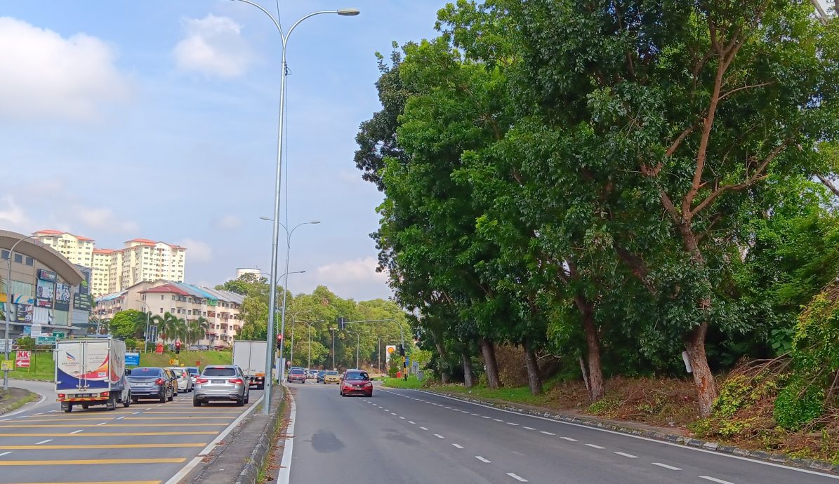 大都会/强风雨频繁来袭,士毛月路多大树引发倒下危机/4图