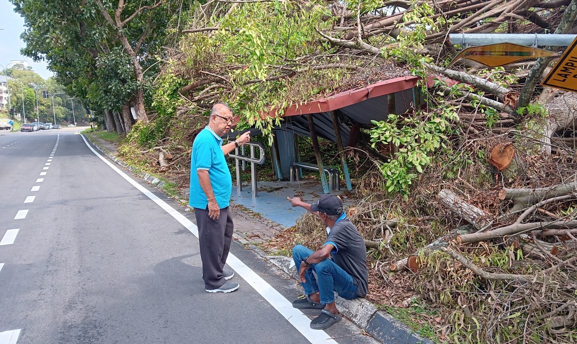 大都会/强风雨频繁来袭,士毛月路多大树引发倒下危机/4图