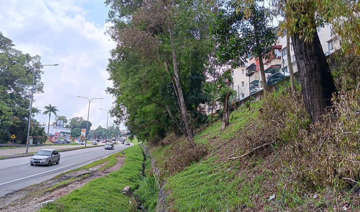 大都会/强风雨频繁来袭,士毛月路多大树引发倒下危机/4图