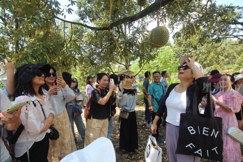 星期天头条/游客涌进榴梿园 Fz100454890062