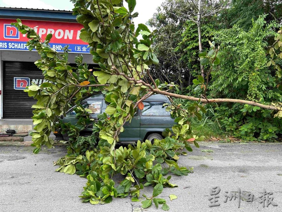 *已签发* 柔:四湾遭暴雨袭击 树倒招聘掉落