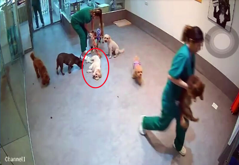 *已签发*柔：狮城二三事：4狗牵绳纠缠 白狗险勒窒息