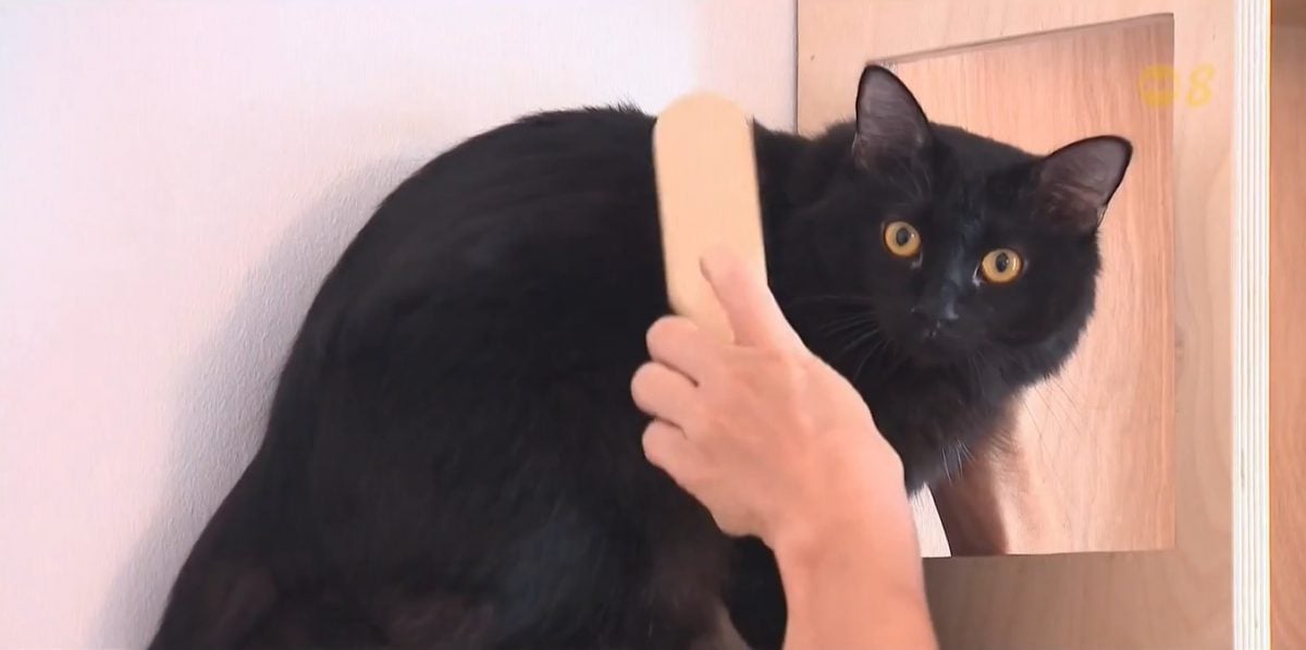 *已签发*柔:狮城二三事:狮城养猫成本上升 或致弃养个案增加