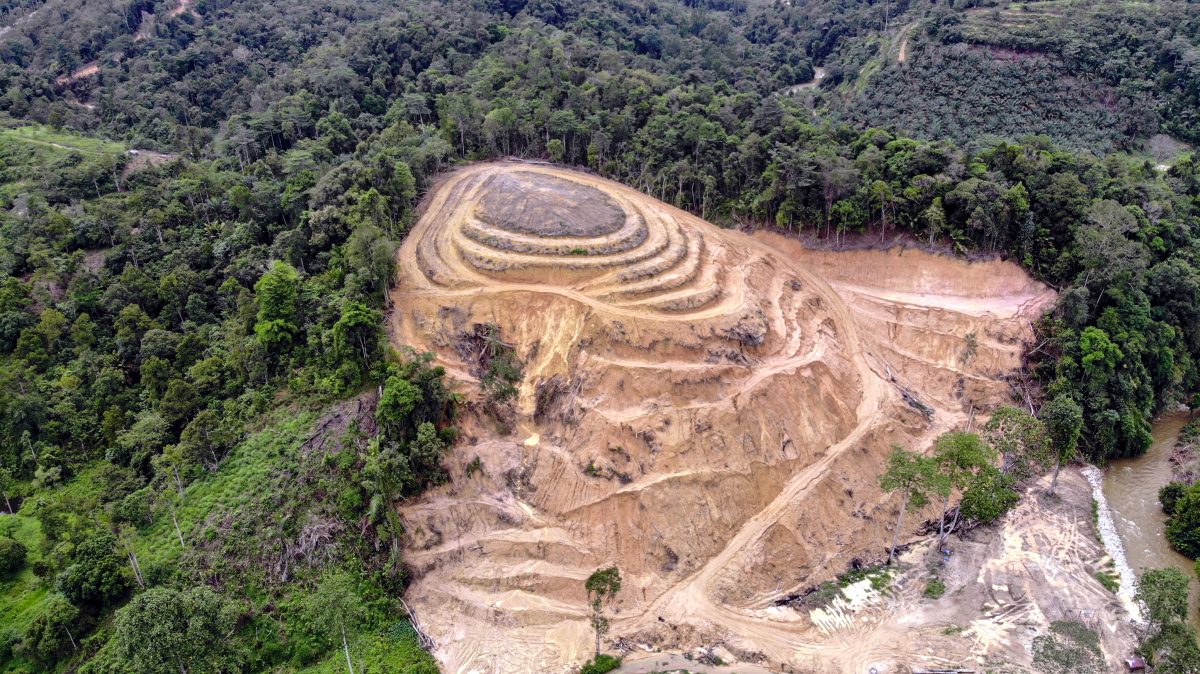 忧河流受污染 近打山保留区传种榴梿