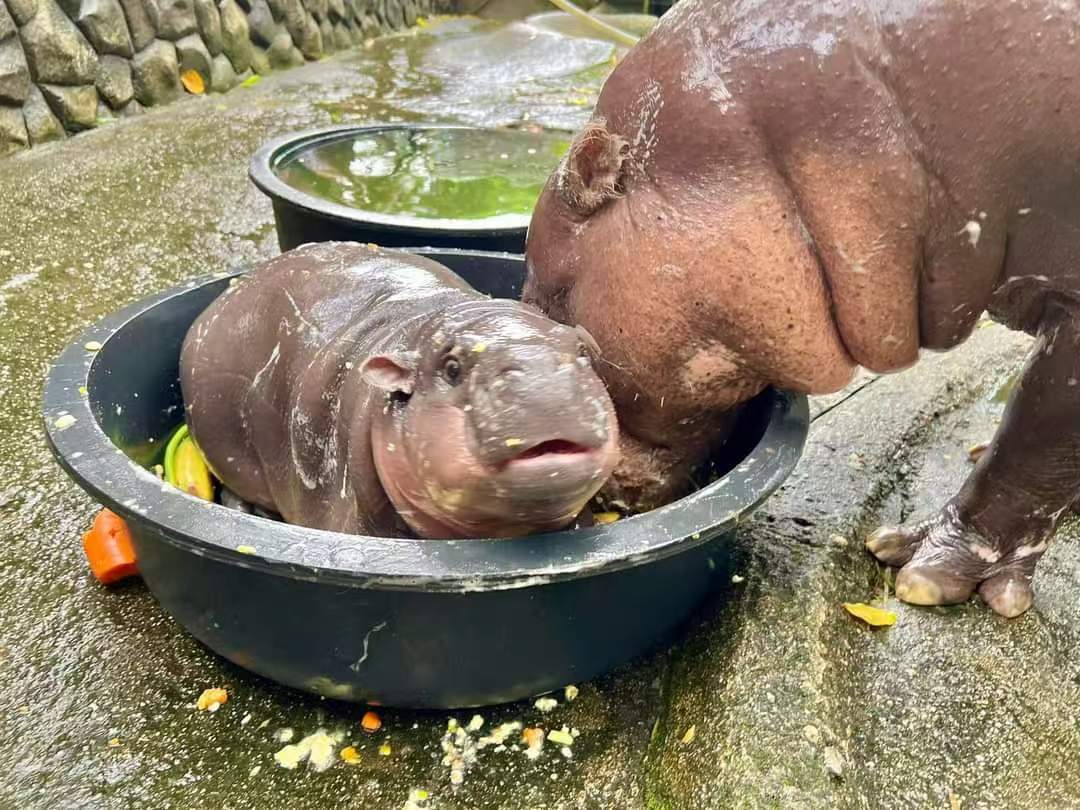 拼盘∕泰萌小河马“弹跳猪”爆红 网笑:就是一块“愤怒的爌肉”