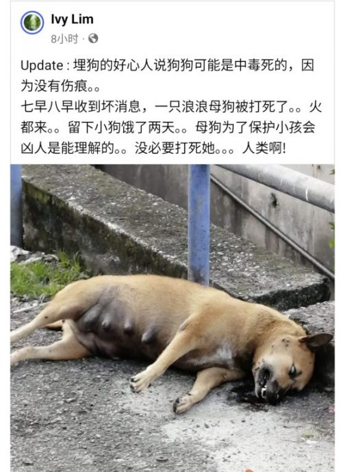 曾毓林/为狗妈妈请命