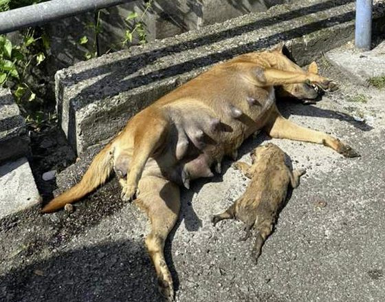 曾毓林/为狗妈妈请命