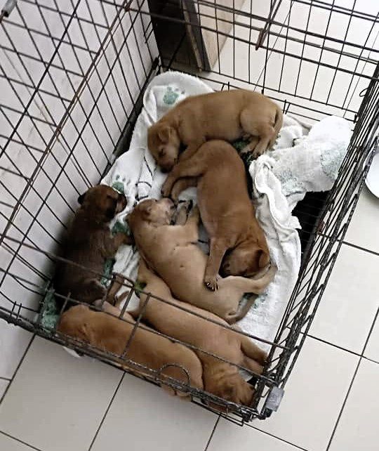 曾毓林/为狗妈妈请命