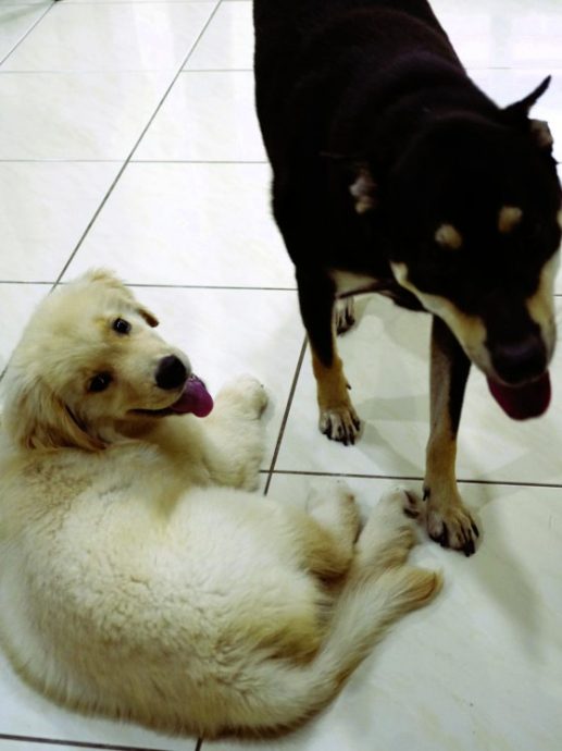 曾毓林/狗狗也知人性