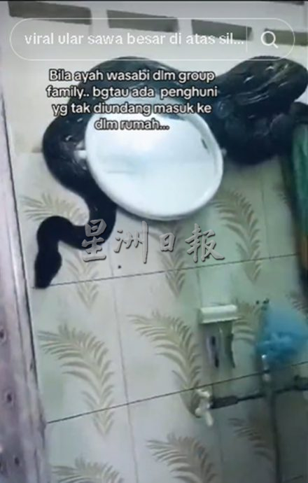 网民分享不速之客从天而降视频!网友吓坏:“好大条蛇”