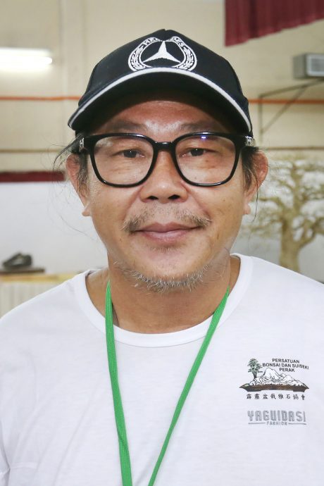 鉴赏价值水准高 赴盆栽雅石奇木观赏之旅