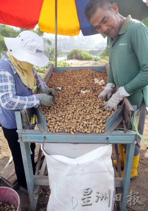 霹:4日见报/封底主文/它的诞生| 花生从农地到餐桌 粒粒皆辛苦