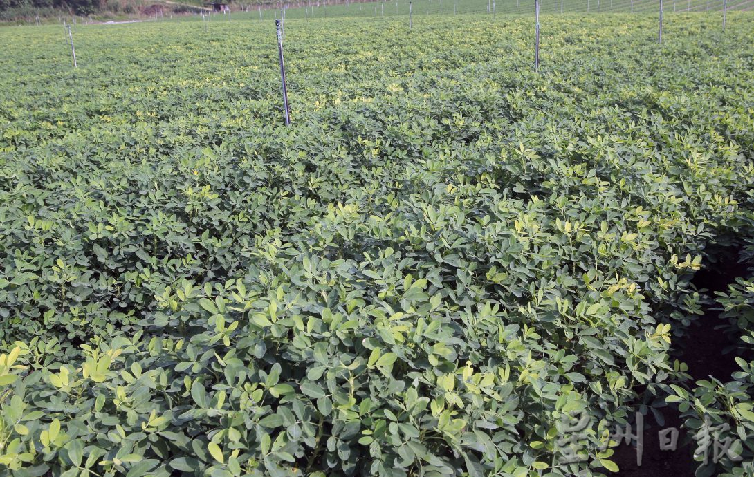 霹:4日见报/封底主文/它的诞生| 花生从农地到餐桌 粒粒皆辛苦