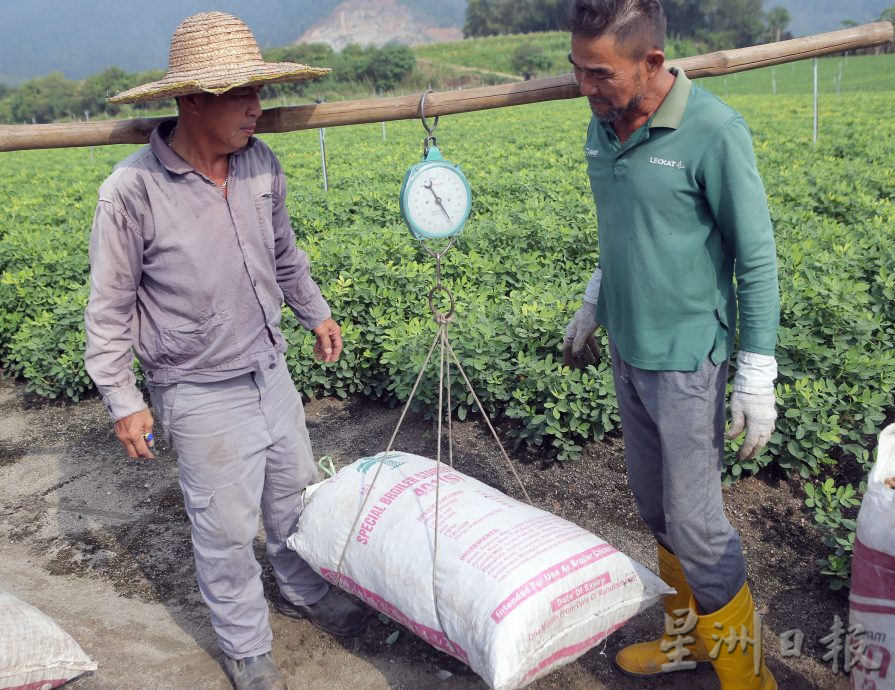霹:4日见报/封底主文/它的诞生| 花生从农地到餐桌 粒粒皆辛苦