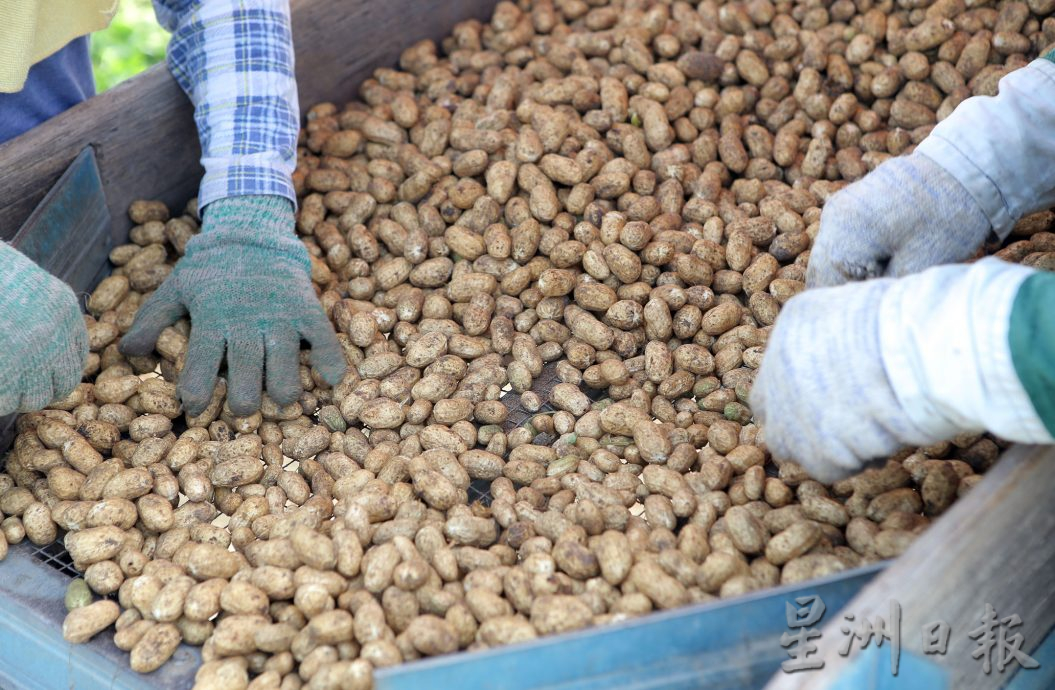 霹:4日见报/封底主文/它的诞生| 花生从农地到餐桌 粒粒皆辛苦