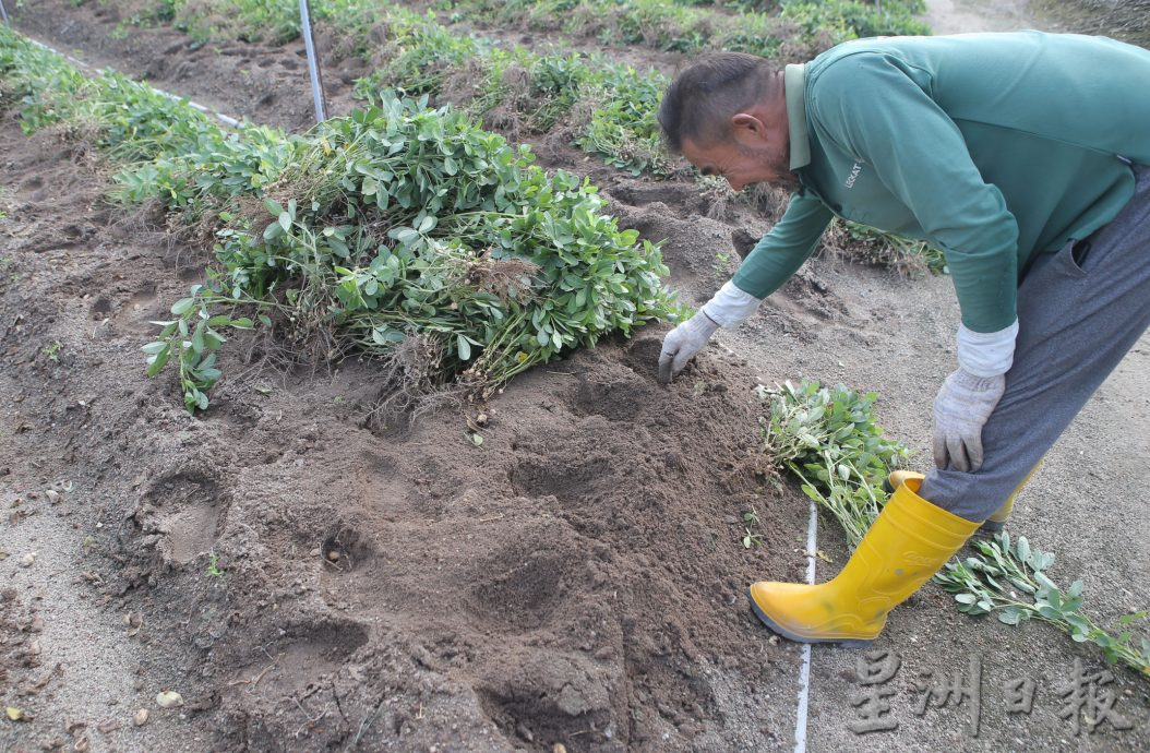 霹:4日见报/封底主文/它的诞生| 花生从农地到餐桌 粒粒皆辛苦