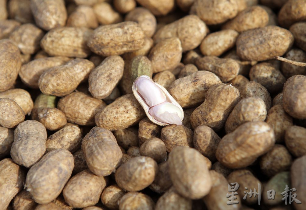 霹:4日见报/封底主文/它的诞生| 花生从农地到餐桌 粒粒皆辛苦
