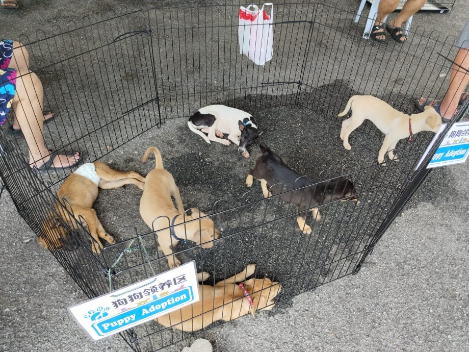 黄诗情:致力解决流浪犬问题 “浪爱同行”推动狗狗绝育