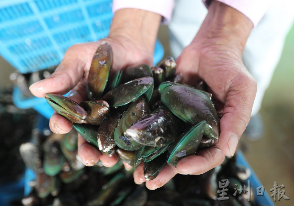 星角摄/图说大马:青蚝之乡日落西山