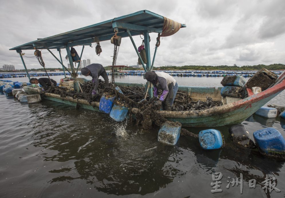 星角摄/图说大马:青蚝之乡日落西山