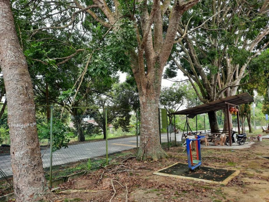 （古城封面副文）丁赖新村大树阻挡出入口视线，容易酿车祸