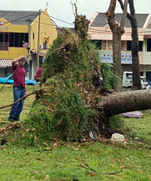 (古城封面副文)强风来袭·大树扯断电灯柱压车