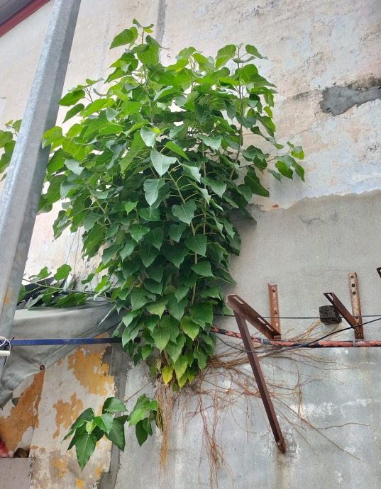 (大北马) 植物攀附建筑藏杀机 槟岛市局勒令砍! //主