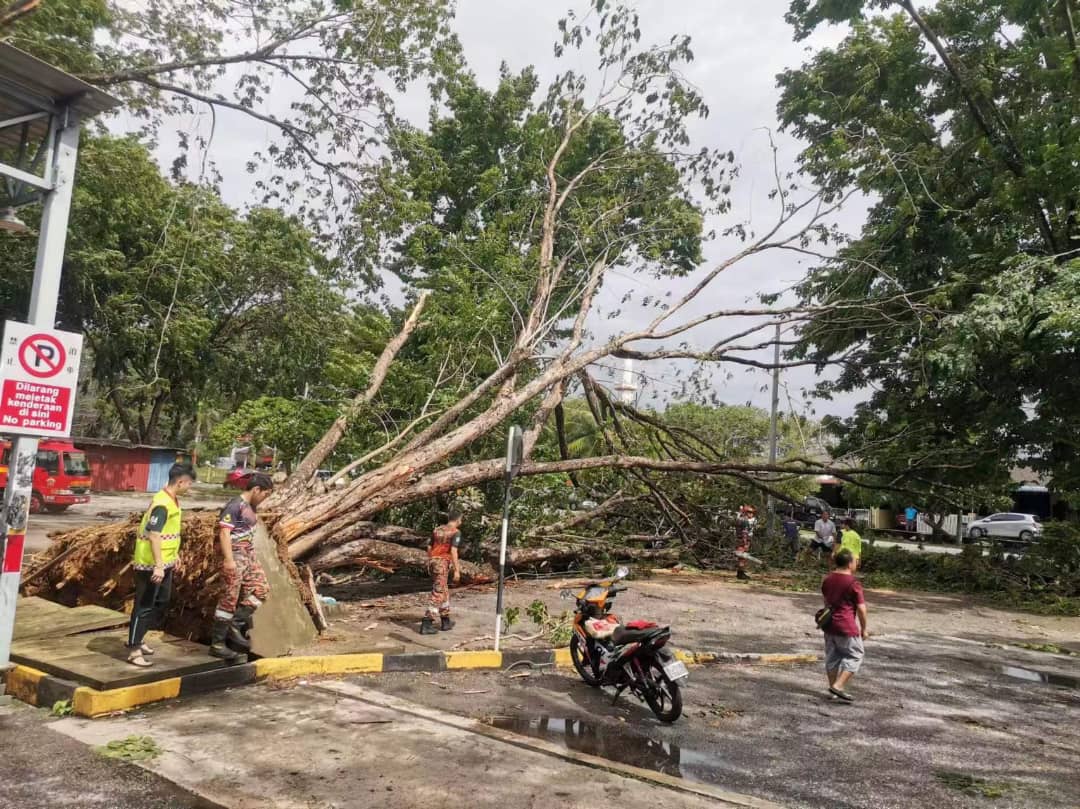 (大北马)午后一场狂风暴雨再度侵袭双溪大年至少有20棵大树倒下需劳动义消队到场清理