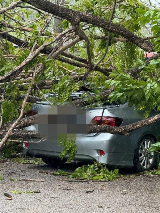 (大北马)午后一场狂风暴雨再度侵袭双溪大年至少有20棵大树倒下需劳动义消队到场清理