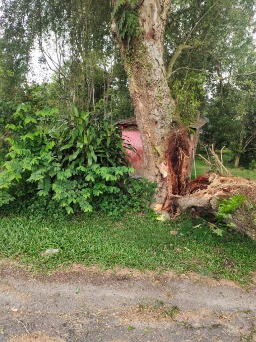 (已签发)柔:五间店新村树倒压车 所幸没有人命伤亡