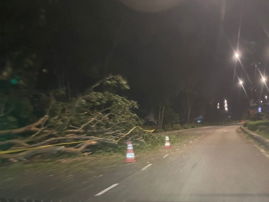 (已签发)柔:士乃机场路 再有大树倒下