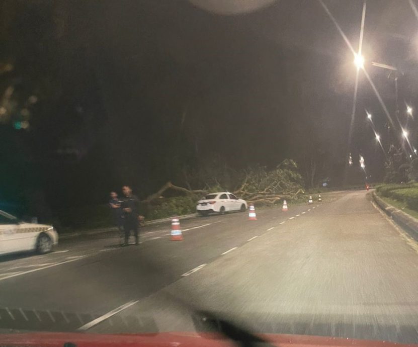 (已签发)柔:士乃机场路 再有大树倒下